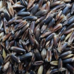 Czarny owies 25kg czyszczony